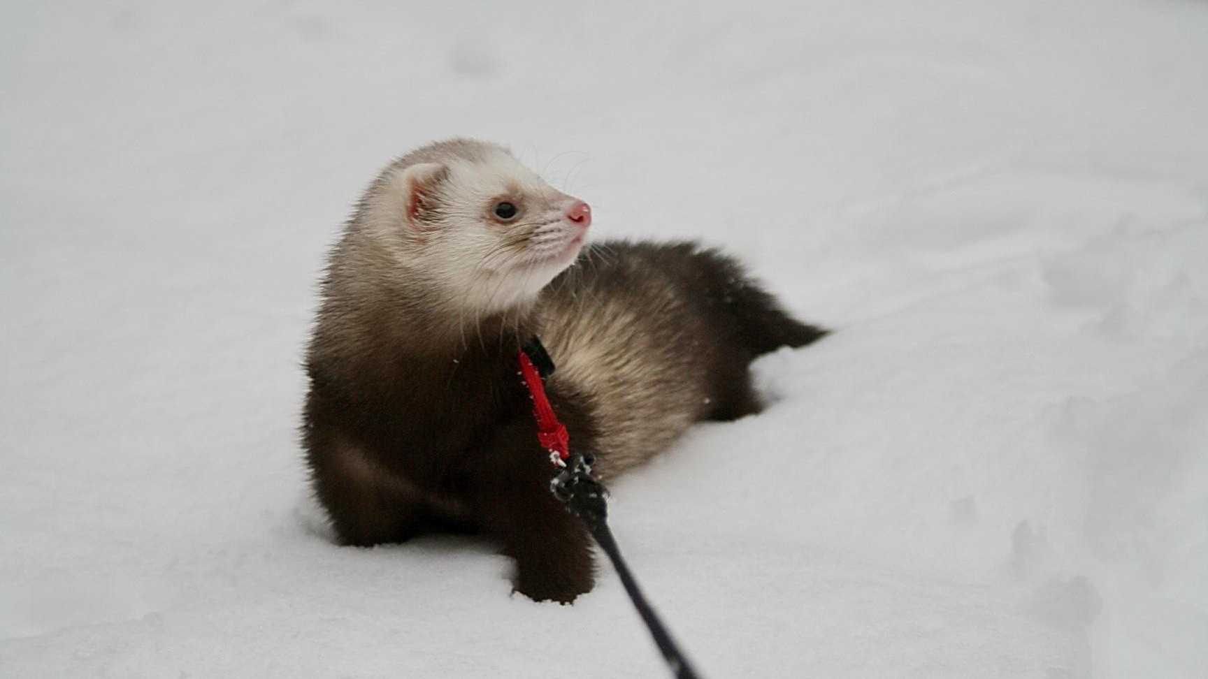 ferret