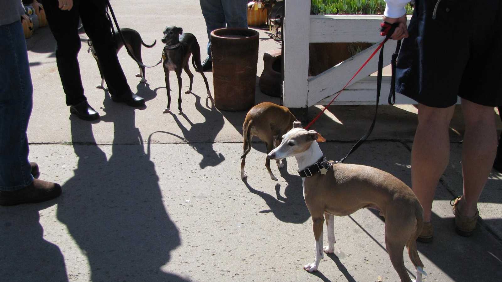 several dogs walking